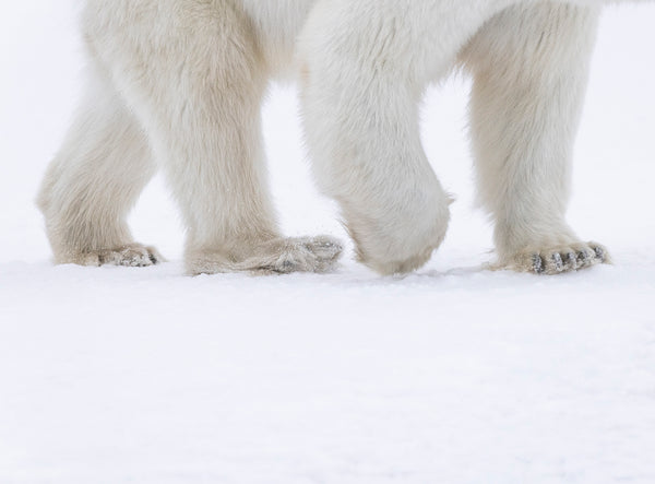 Polar Stroll