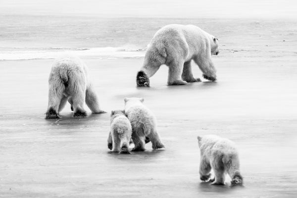 Polar Procession