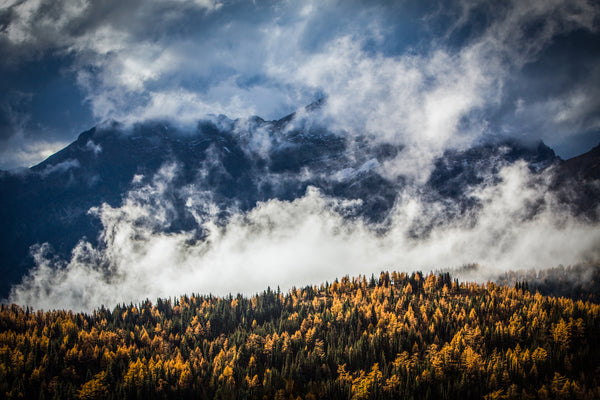 Veils of Autumn