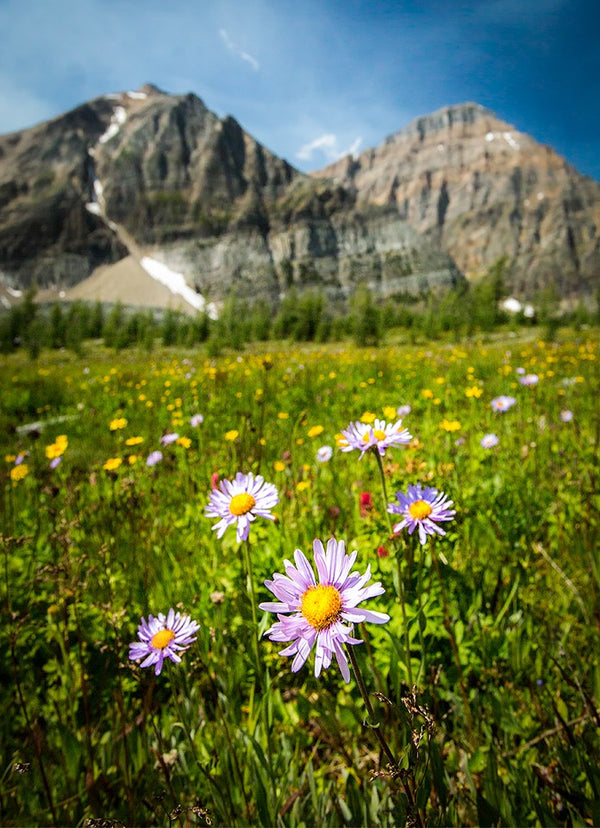 Floral Fields
