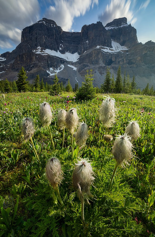 Alpine Delights