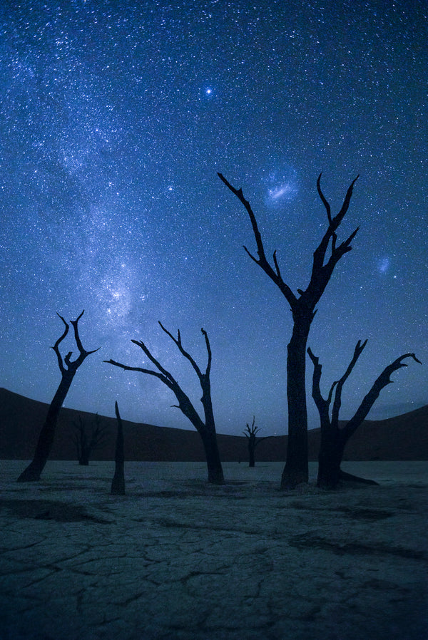 Ancients of Deadvlei