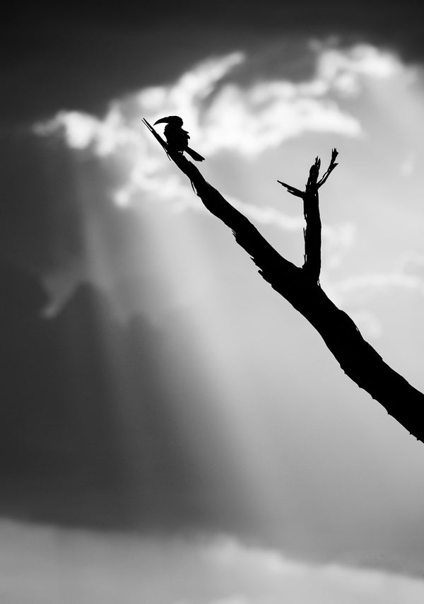 The Suncatcher