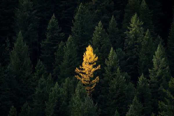 The Lone Tree